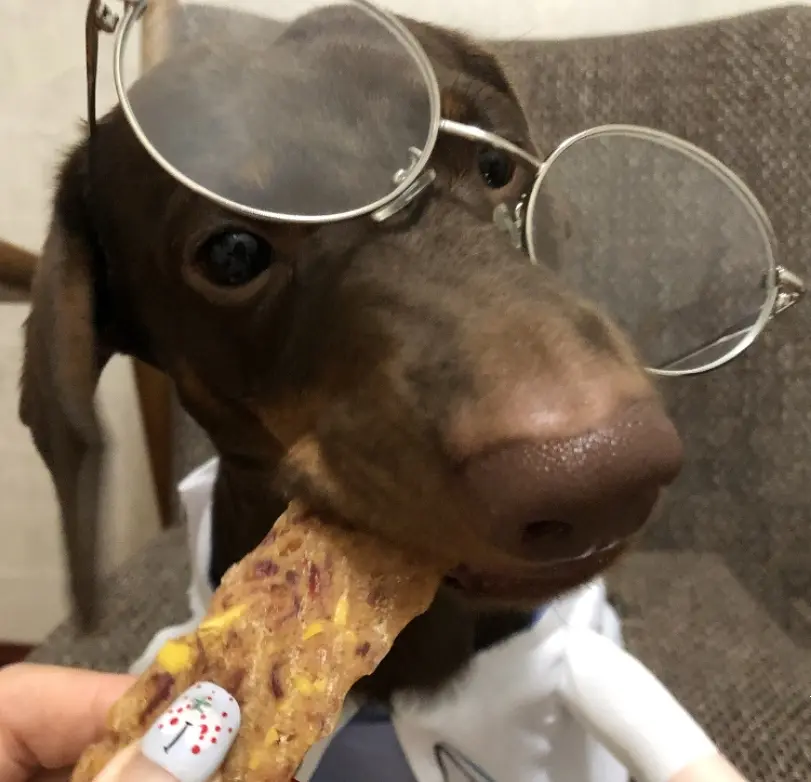 The Dachshund Doctor Transforms Into An Interesting And Funny Costume
