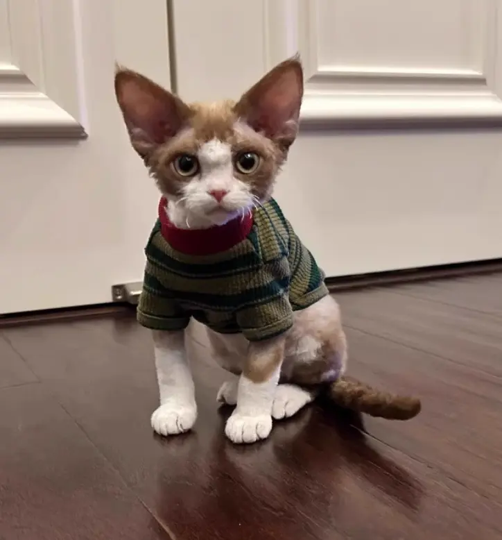 A Cute Green Striped Two-legged Vest