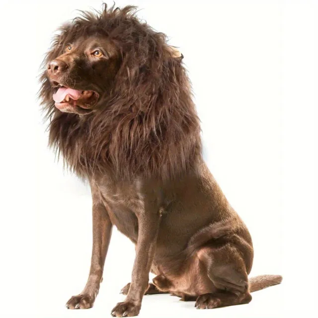 King Of The Jungle Pet Funny Lion Head Cover Coffee - Shop at LoveMi