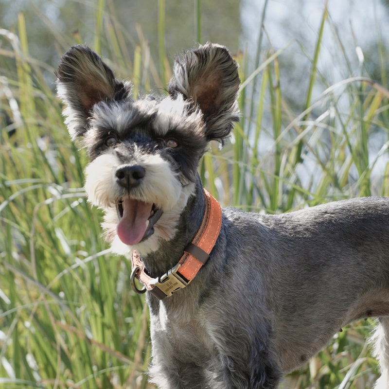 Medium Sized Dog Collar For Walking