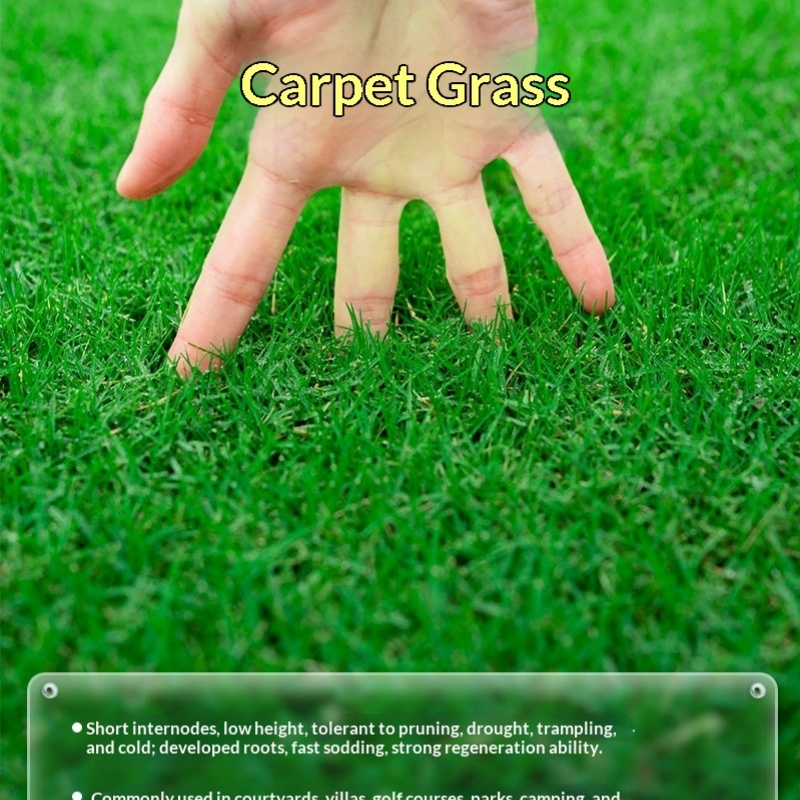 Evergreen Turfgrass Seeds For Slope Protection Cold- And Drought-tolerant