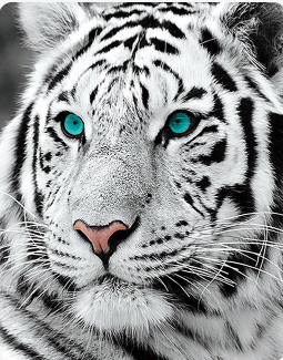 Full-Diamond Animal Tiger Handmade DIY Round- And Square-Drill Diamond Painting