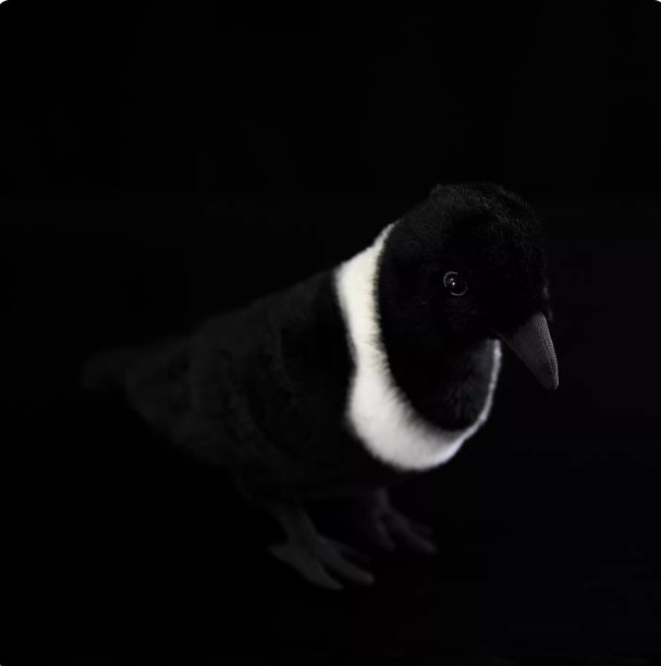 White-necked Crow Plush Toy, Collared Raven Doll