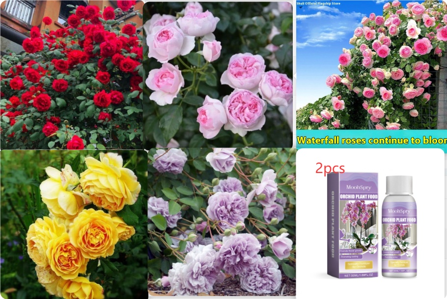 Climbing Wall Rose Seed Seeds Four Seasons Planting Outdoor Garden Flower Seeds