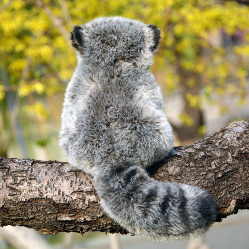 Super-realistic And Adorable Pallass Cat Plush Toy