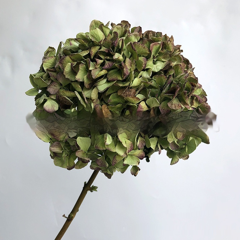 Naturally Air-Dried Real Autumn-Color Hydrangea Bouquet By Anna