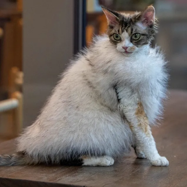 Faux Fox Fur Leather Shorthair Cat Hairless