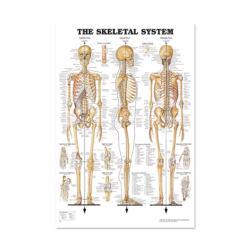 Human Anatomy Poster English Edition Skeletal And Muscular System Canvas Wall Art For Living Room Decoration