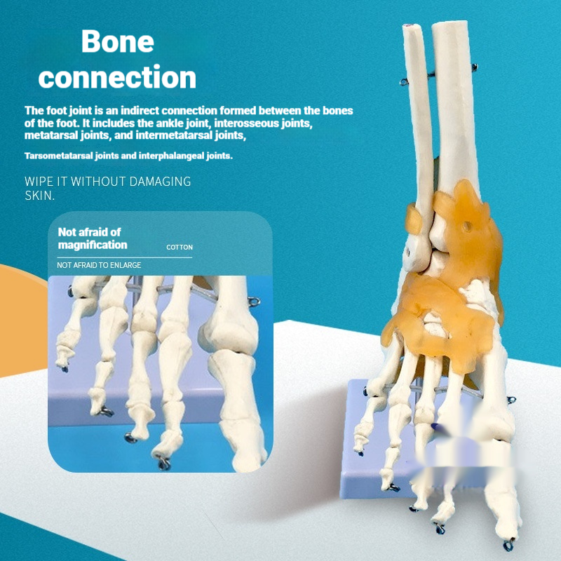 Skeleton Model Dedicated To Teaching And Training On Human Joints