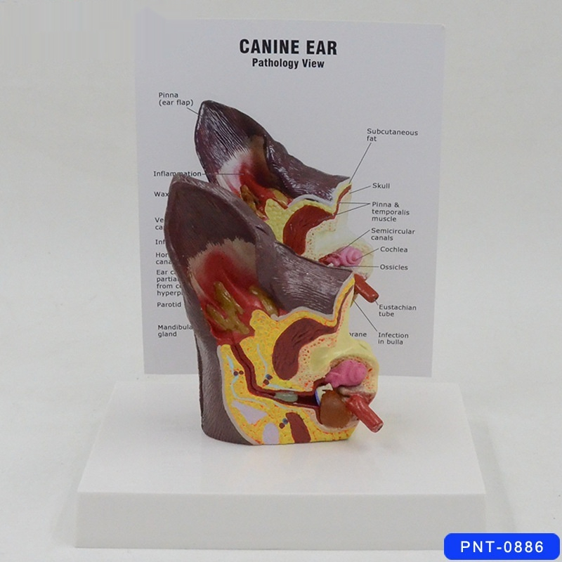 Dog Ear Anatomical Model Canine Veterinary Clinic Teaching