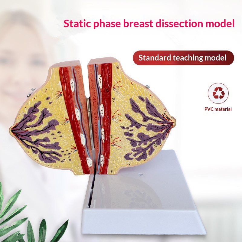 Breast Model Chest Model Thoracic Anatomy Model