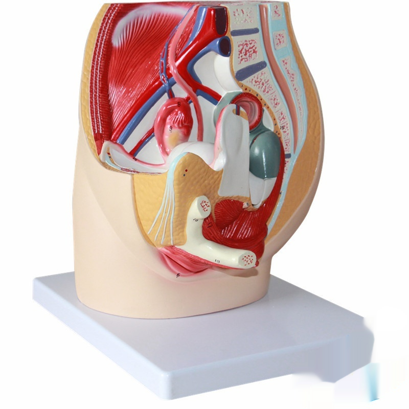 Female Pelvic Sagittal Section Model With Extrinsic And Intrinsic Urinary Systems Medical Teaching Aid