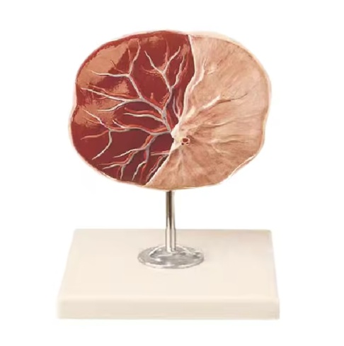 Embryo Model Teaching Aids In Multiple Specifications