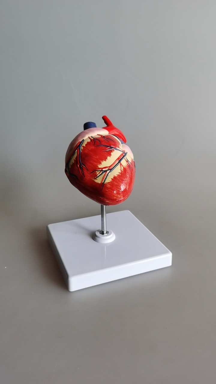 Animal Heart Model (1pcs)
