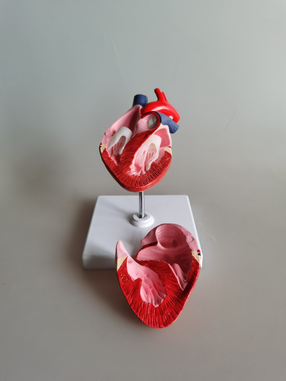 Animal Heart Model (1pcs)