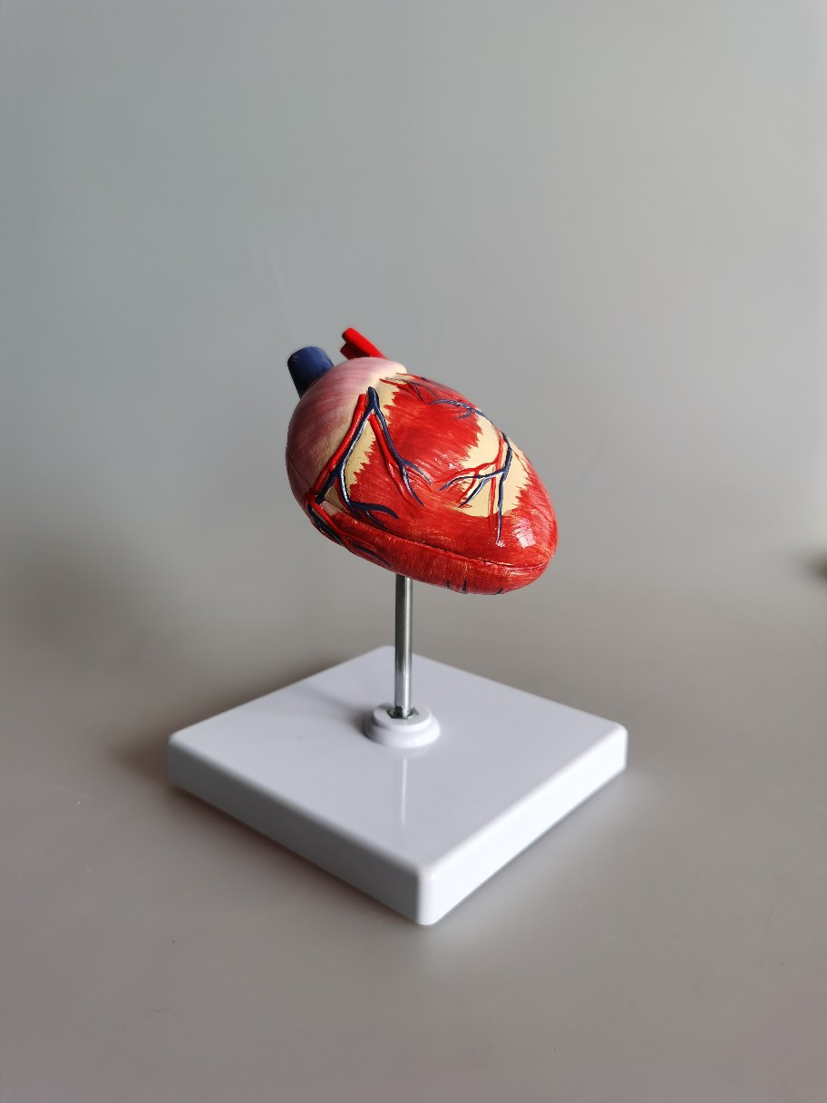 Animal Heart Model (1pcs)