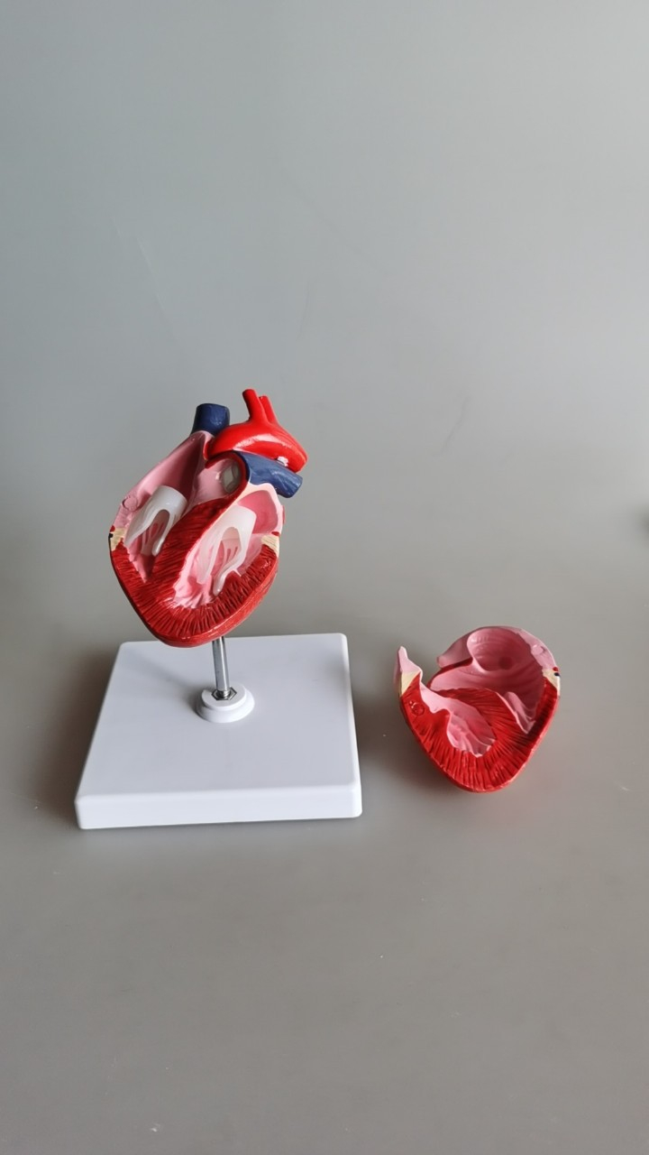 Animal Heart Model (1pcs)