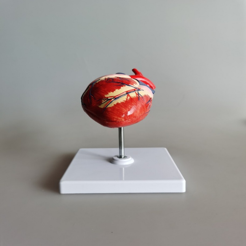 Animal Heart Model (1pcs)