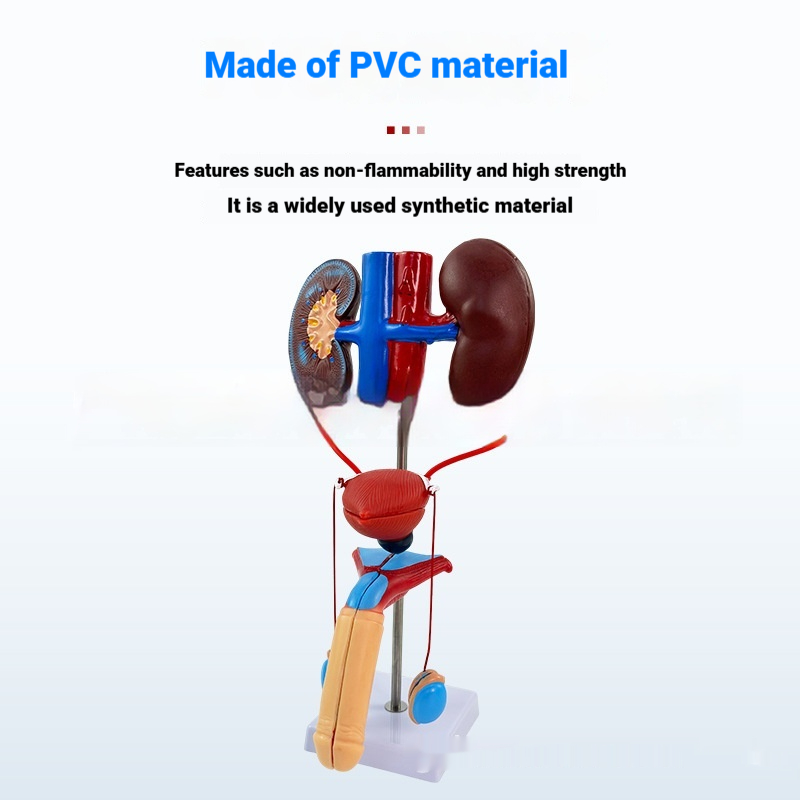 Three-dimensional Human Urinary System Model Ureter Bladder And Urethra Model