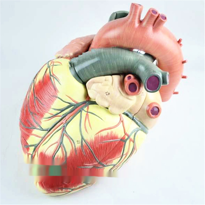 Human Cardiovascular Medicine Teaching Model