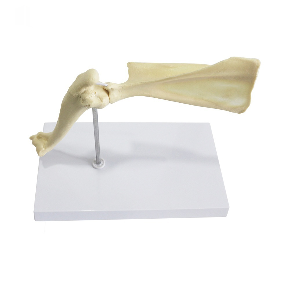 Joint Model Dog Bone Teaching Aid