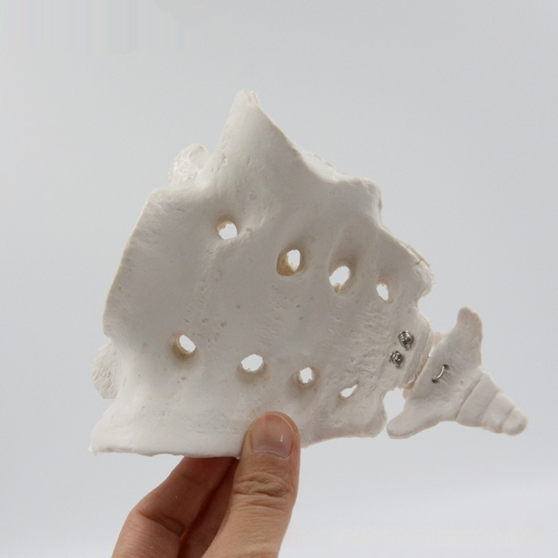Anatomical Model Teaching Instrument Skeleton