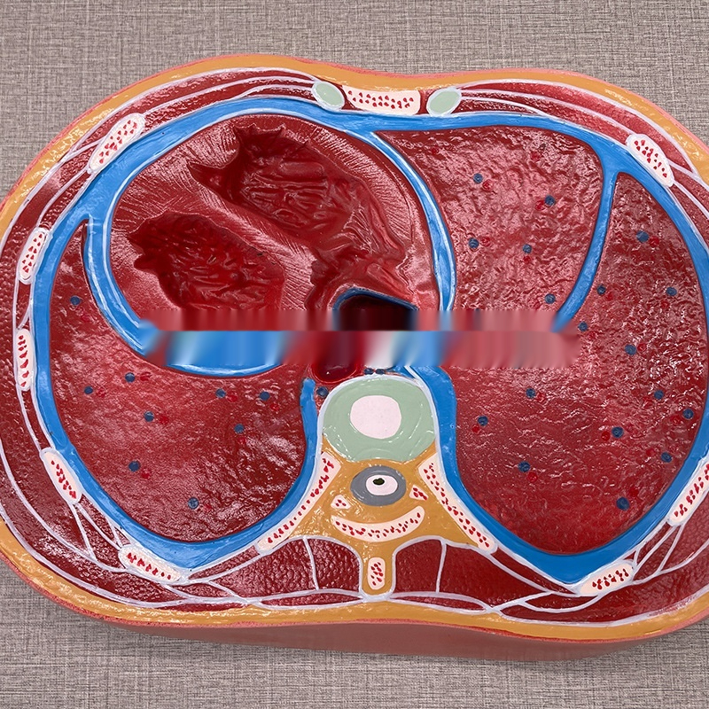 Chest Cross-section Model MRI Heart And Lung Model