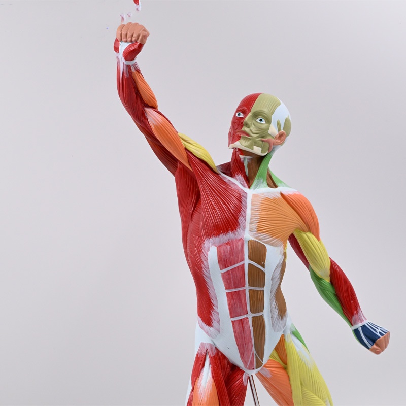 50cm Muscular Human Anatomy Art Model
