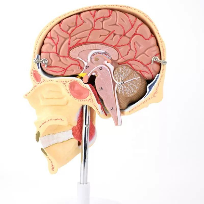 Human skull anatomy brain anatomy model (human skull