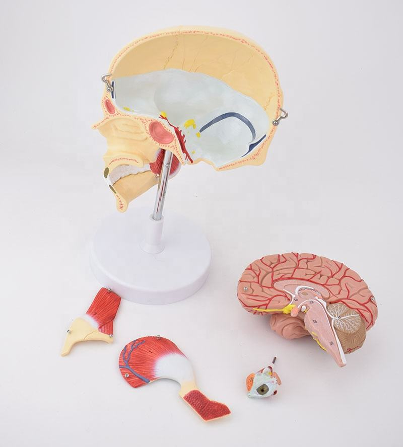 Human skull anatomy brain anatomy model (human skull