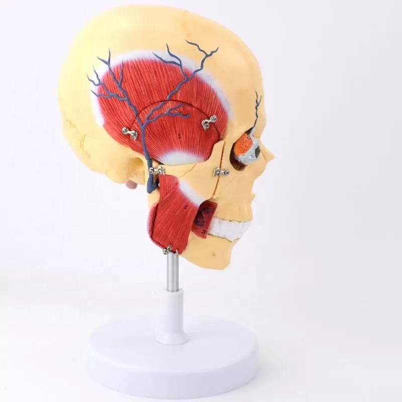 Human skull anatomy brain anatomy model (human skull