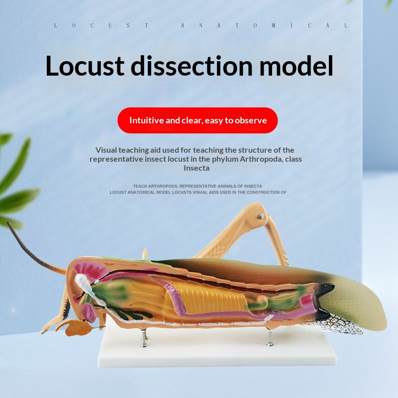 Dissectible Teaching And Demonstration Model Of A Locust Anatomy - Image 1