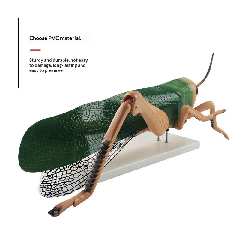 Dissectible Teaching And Demonstration Model Of A Locust Anatomy