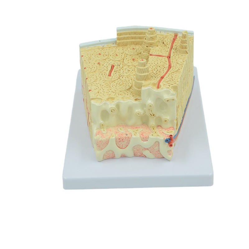 Microscopic Anatomical Model Of Bone Structure