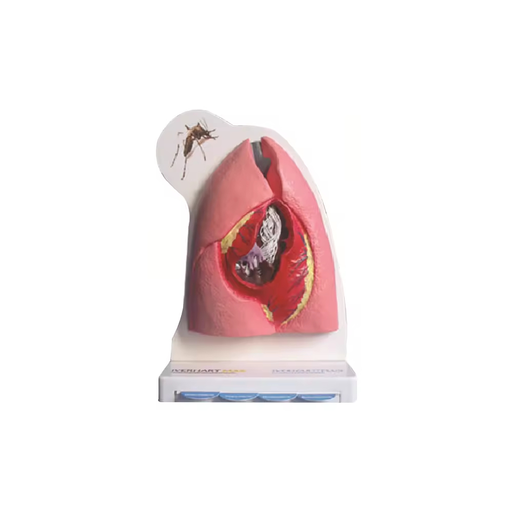 SMRL501 Feline Cardiovascular And Respiratory Anatomy Model