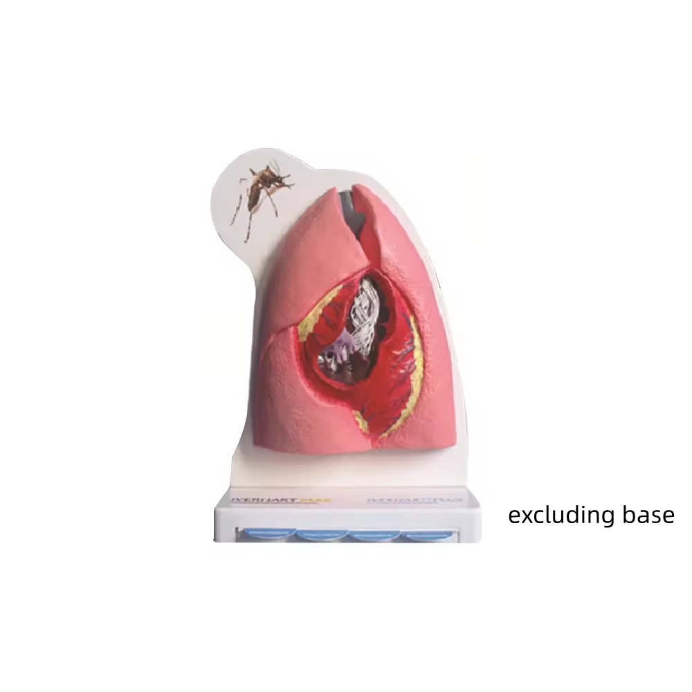 SMRL501 Feline Cardiovascular And Respiratory Anatomy Model