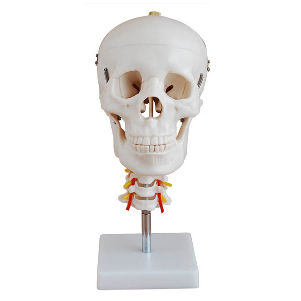 Human Skull Model With Cervical Spine (CY XC135 Model)