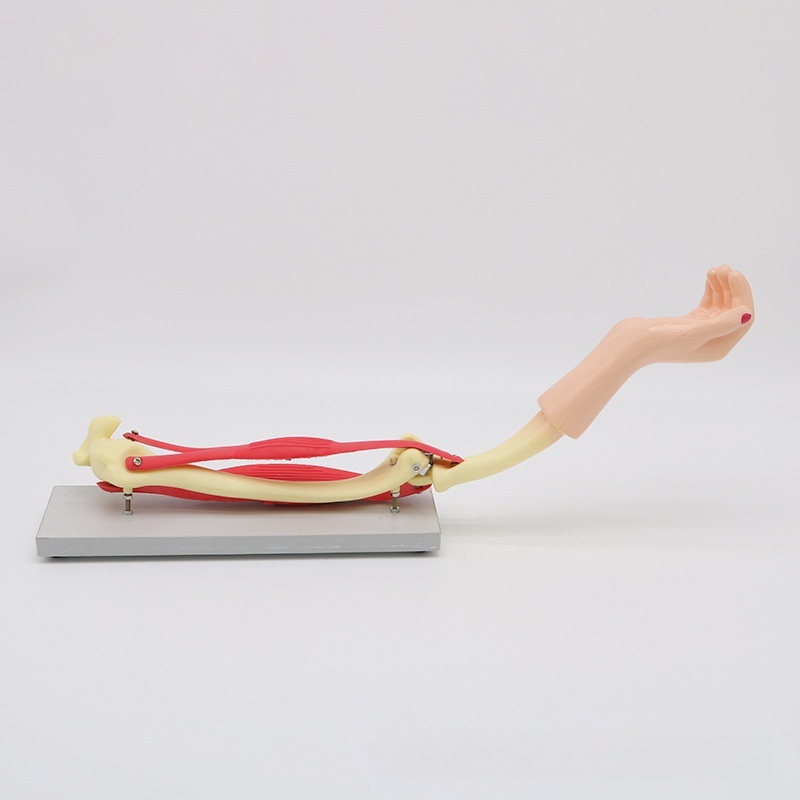 Scapula-based Middle School Biology Teaching Model