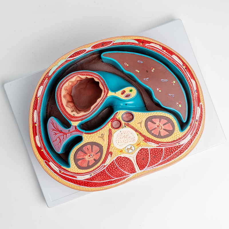 Anatomical Model Of A Transverse Section Of The Abdomen - Image 1