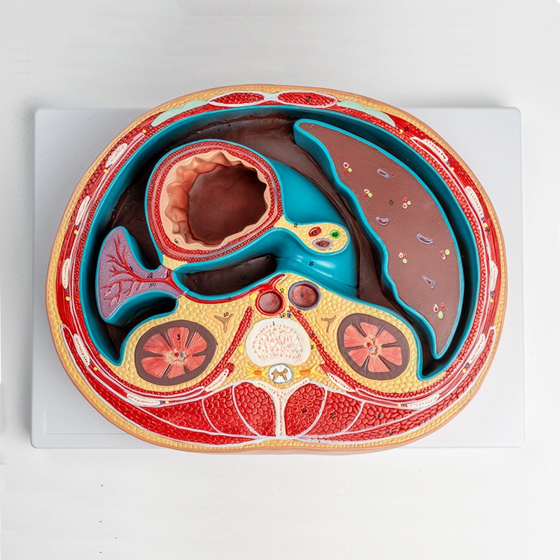 Anatomical Model Of A Transverse Section Of The Abdomen