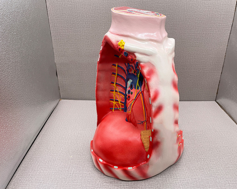 Mediastinum Anatomical Respiratory Teaching Aid Biological Teaching Model