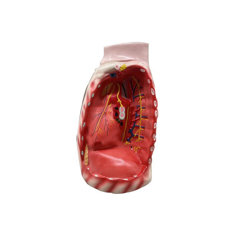 Mediastinum Anatomical Respiratory Teaching Aid Biological Teaching Model