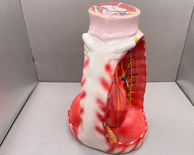 Mediastinum Anatomical Respiratory Teaching Aid Biological Teaching Model