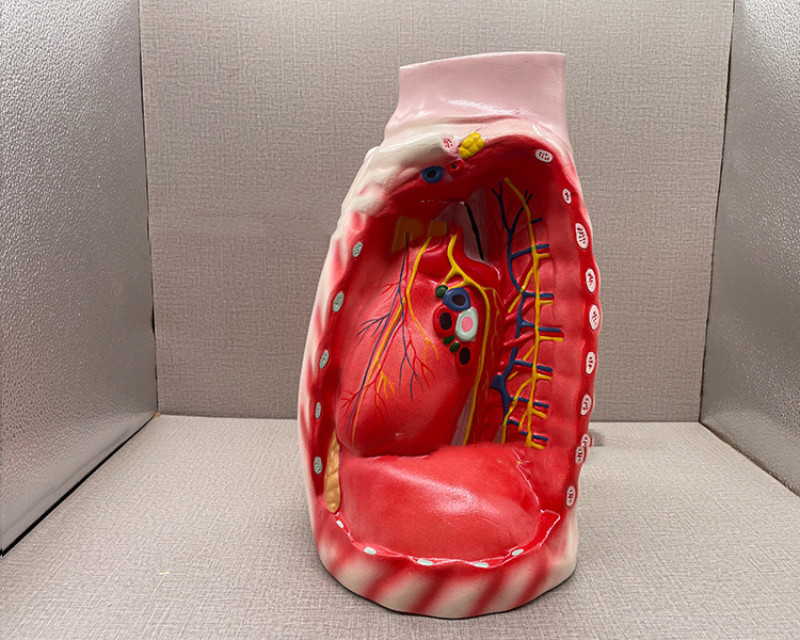 Mediastinum Anatomical Respiratory Teaching Aid Biological Teaching Model