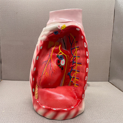 Mediastinum Anatomical Respiratory Teaching Aid Biological Teaching Model