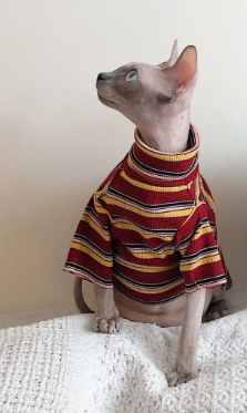 Ropa para gatos sin pelo de la raza Sphinx, para primavera-verano: transpirable y artística