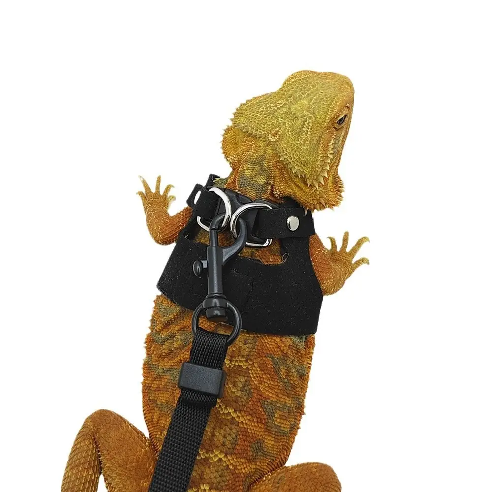 Lizard Chameleon Squirrel Pet Outdoor Chest And Harness