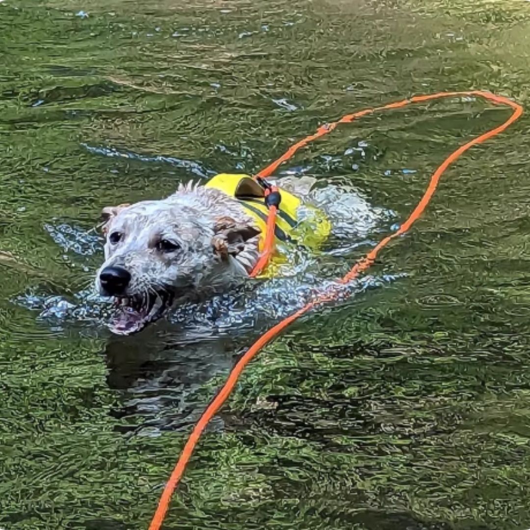 Laisse pour chien extra longue pour la natation, la plongée et la flottaison des animaux de compagnie.