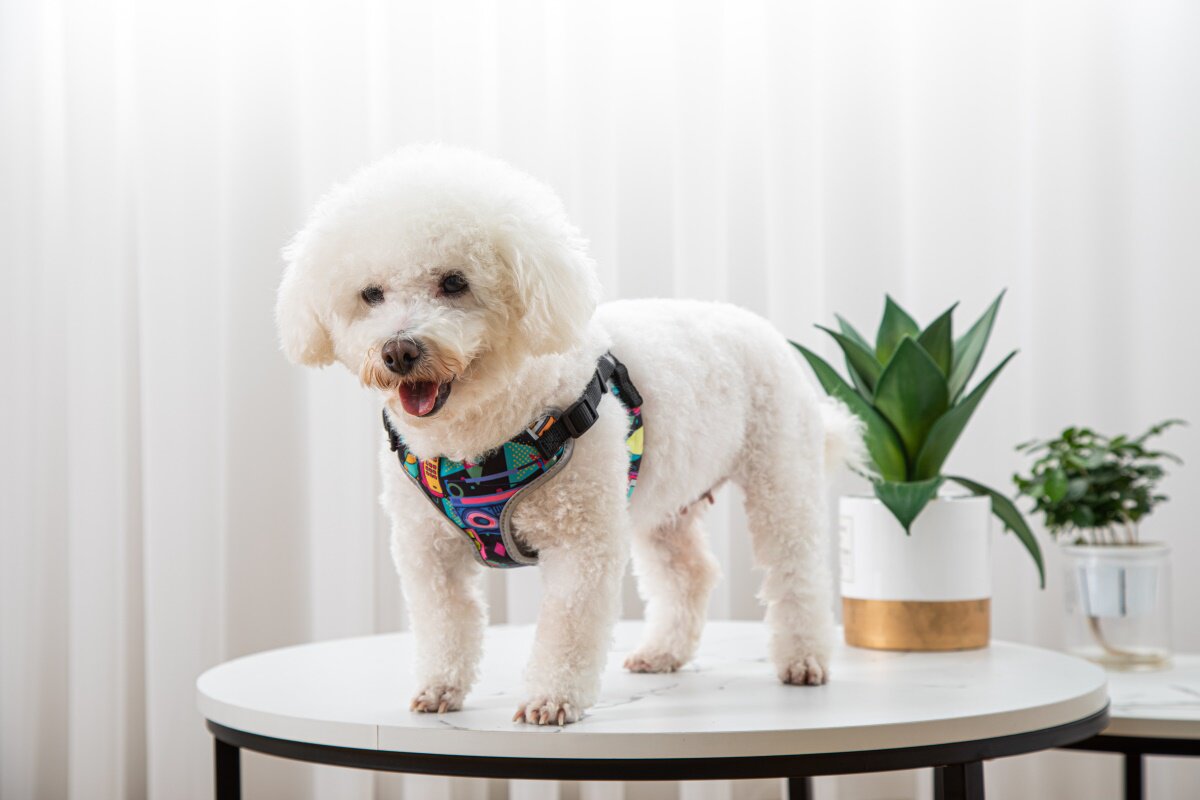 Happy white dog in colorful patterned breathable mesh vest harness for walks