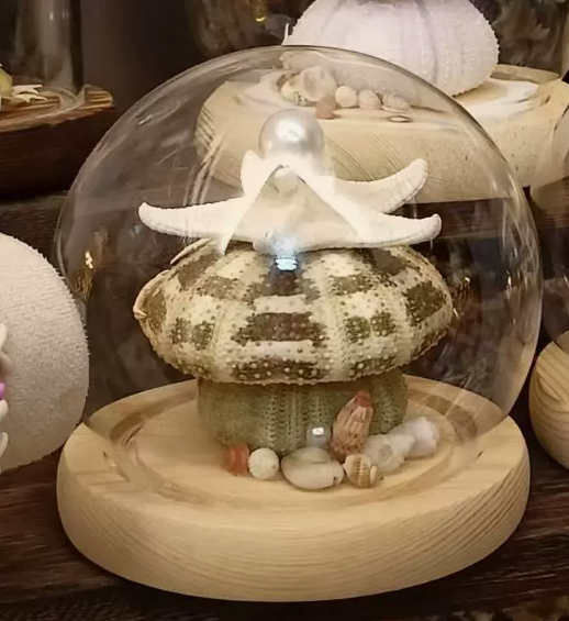 Sea Urchin Shell Night Light, picture 11 of 11